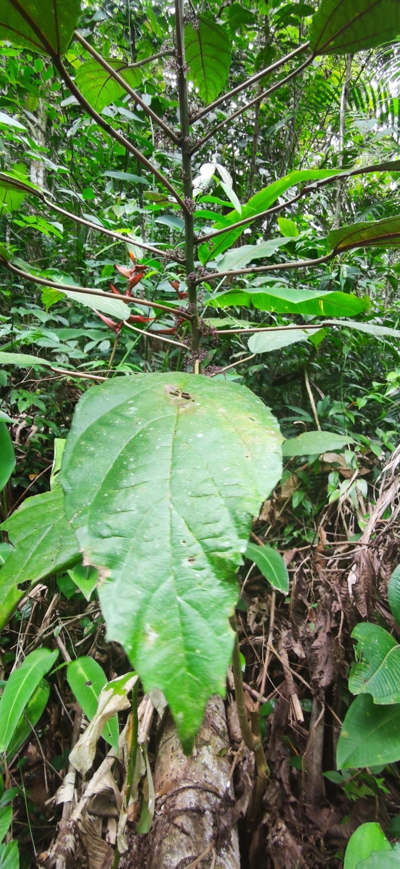 Urtigão (Urera nitida), plantas, fotografado em Maresias, São Sebastião
