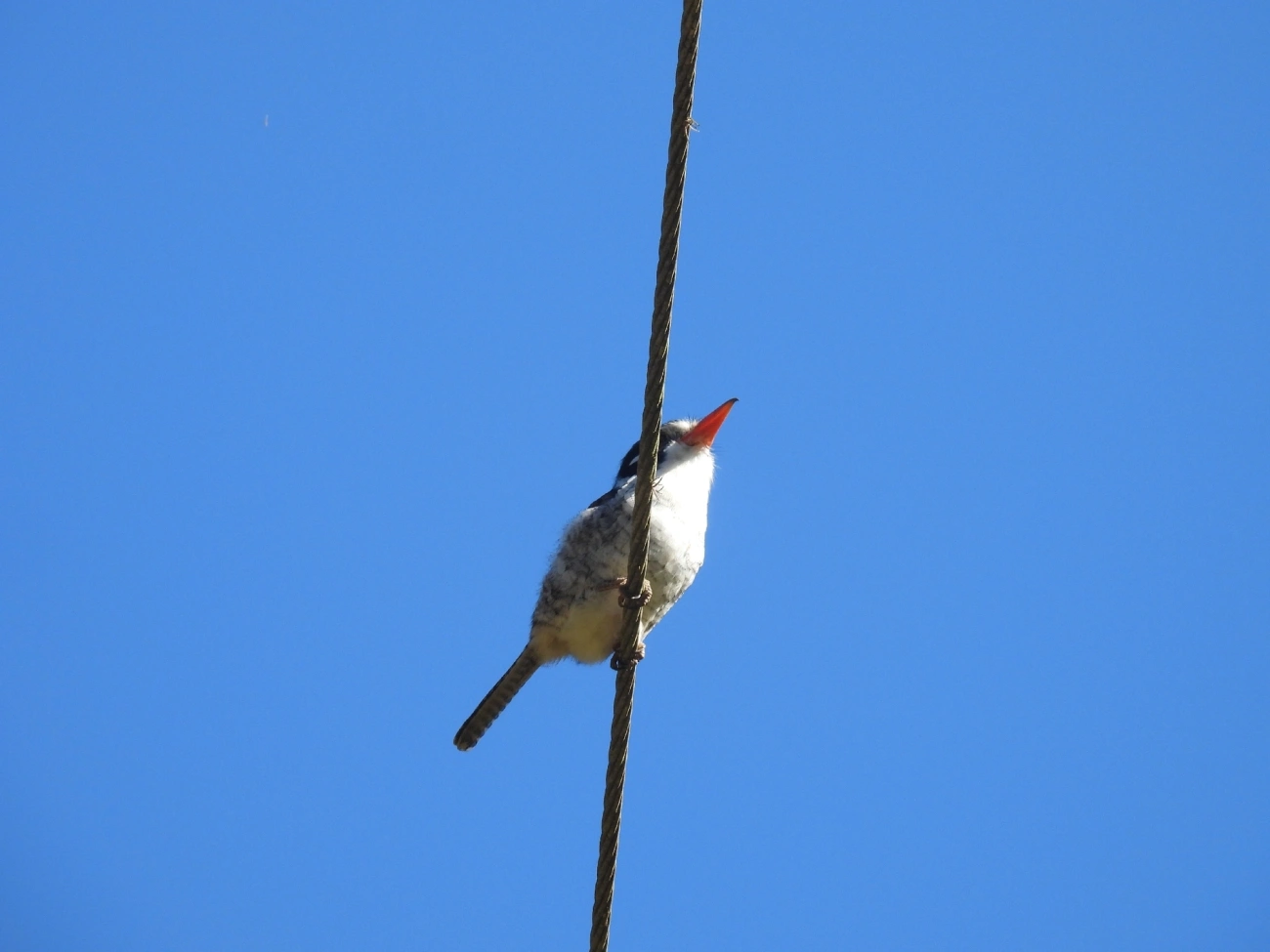João-bobo (Nystalus chacuru), aves, fotografado em Catuçaba, São Luíz do Paraitinga
