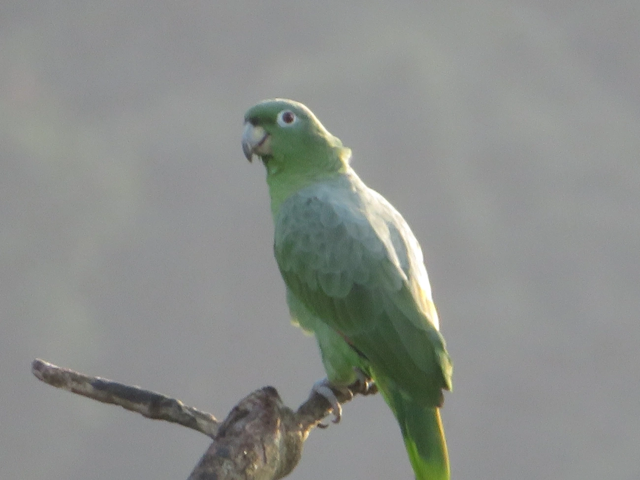 Papagaio-moleiro (Amazona farinosa), aves, fotografado em São Paulo