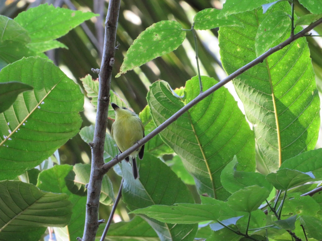 Teque-teque (Todirostrum poliocephalum), aves, fotografado em Maresias, São Sebastião