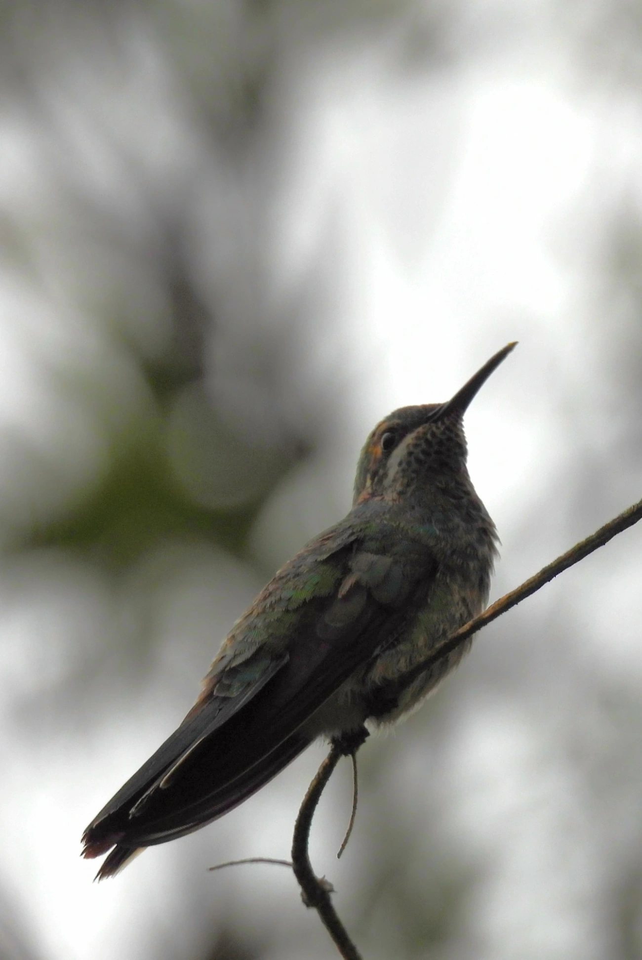 Beija-flor-de-orelha-violeta (Colibri serrirostris), aves, fotografado em Perequê, Ilhabela
