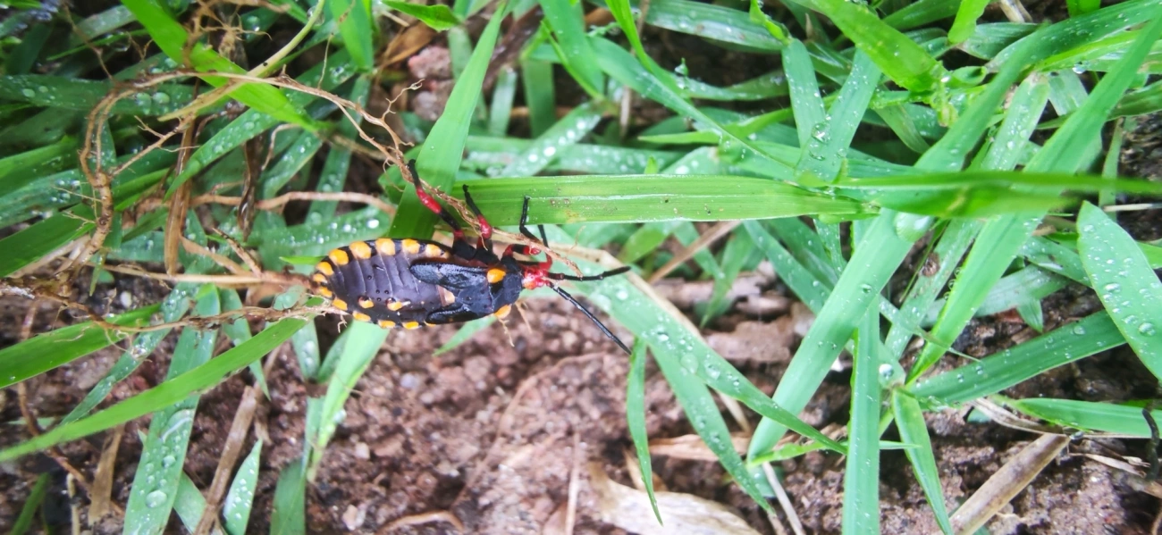 Spartocera, insetos, fotografado em Maresias, São Sebastião