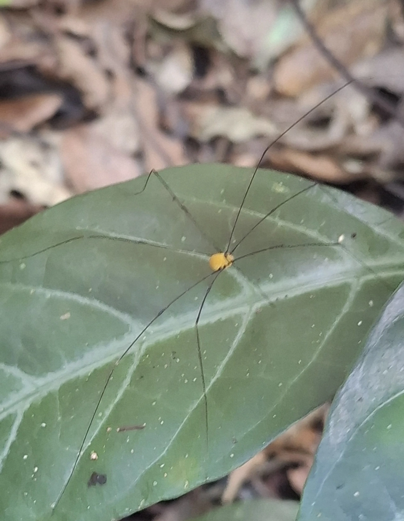 Opilião (Garleppa littoralis), aracnídeos, fotografado em Maresias, São Sebastião