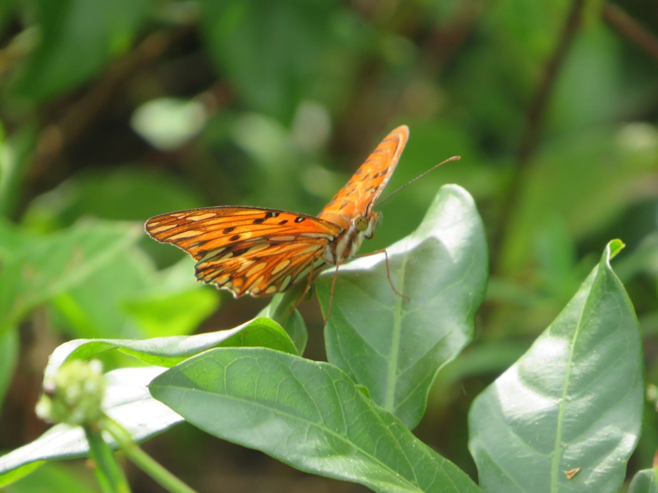 Borboleta-paixão (Dione vanillae), insetos, fotografado em Maresias, São Sebastião