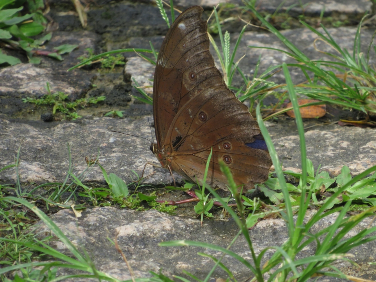 Azulão (Morpho menelaus), insetos, fotografado em Maresias, São Sebastião
