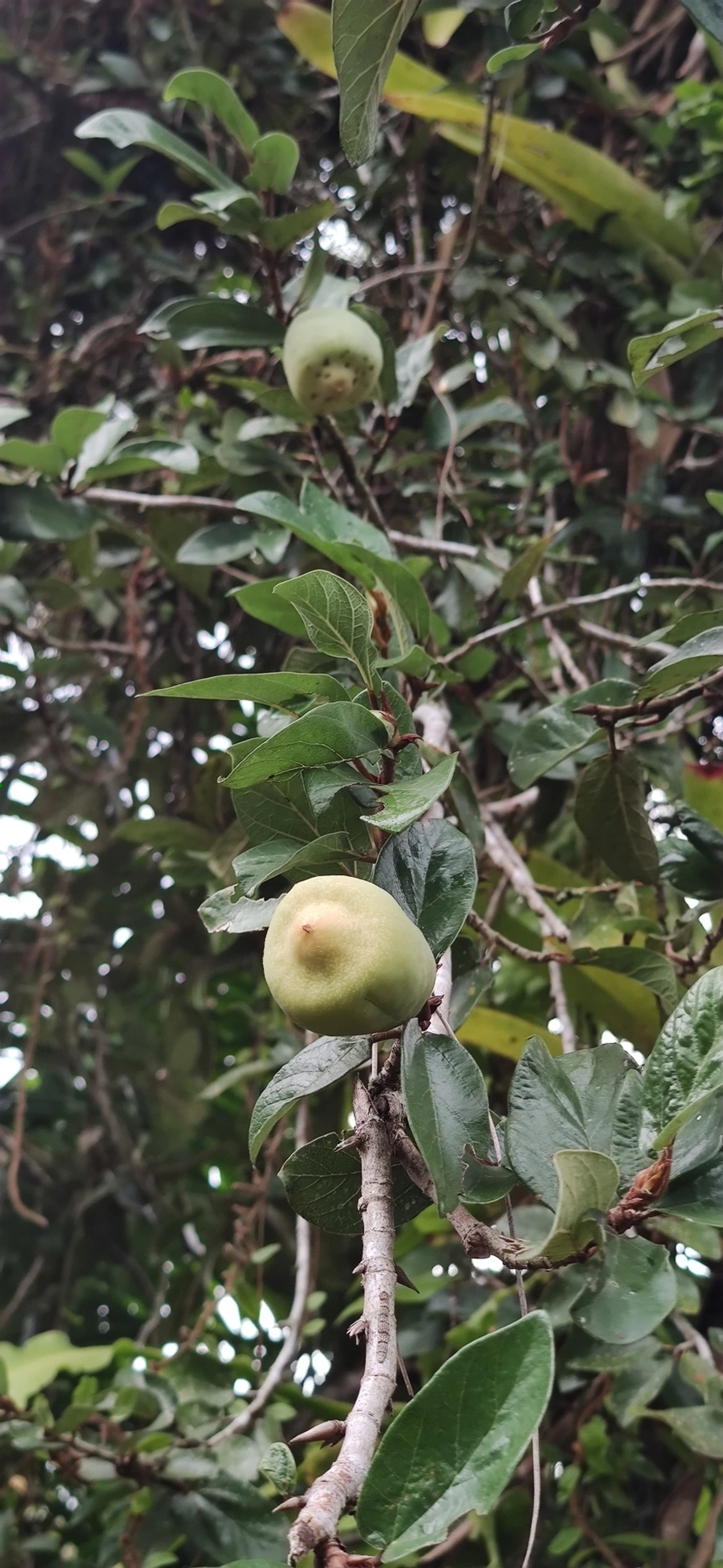Figueira-trepadeira (Ficus pumila), plantas, fotografado em Maresias, São Sebastião
