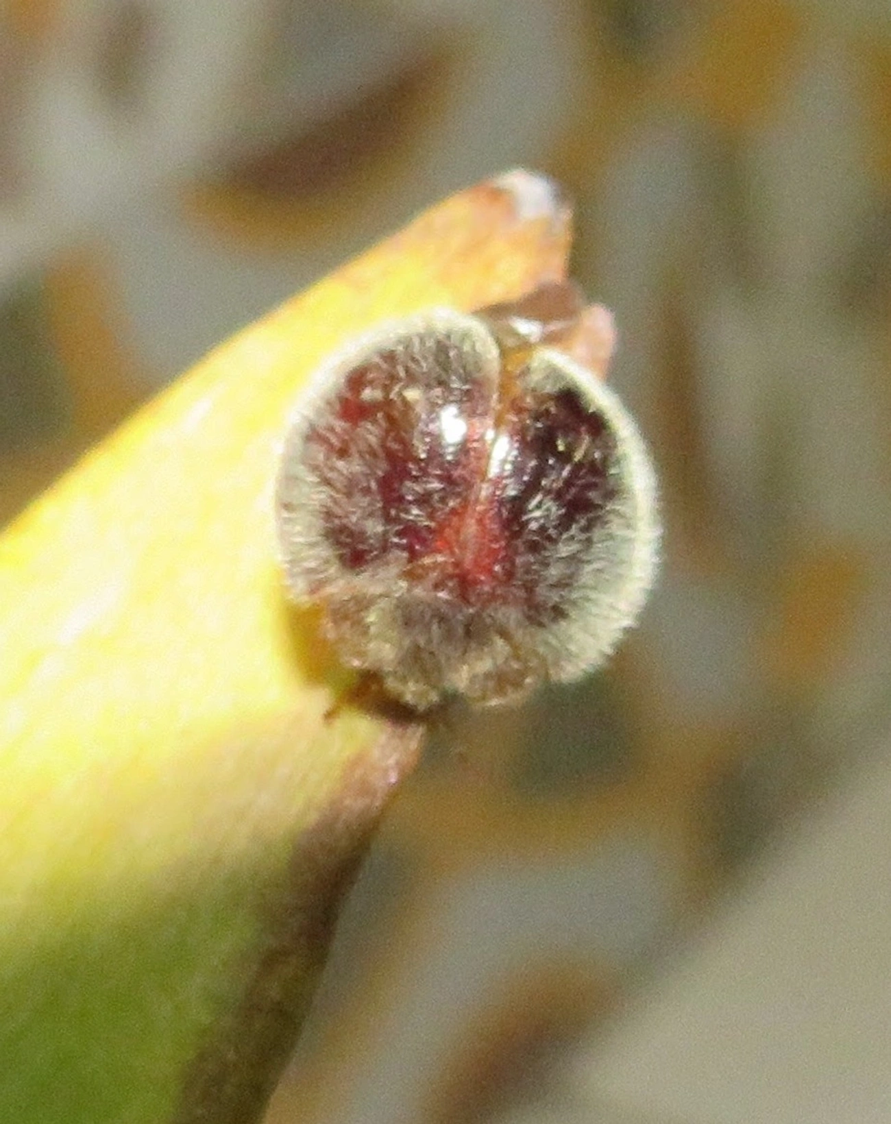 Nilioninae, insetos, fotografado em Maresias, São Sebastião