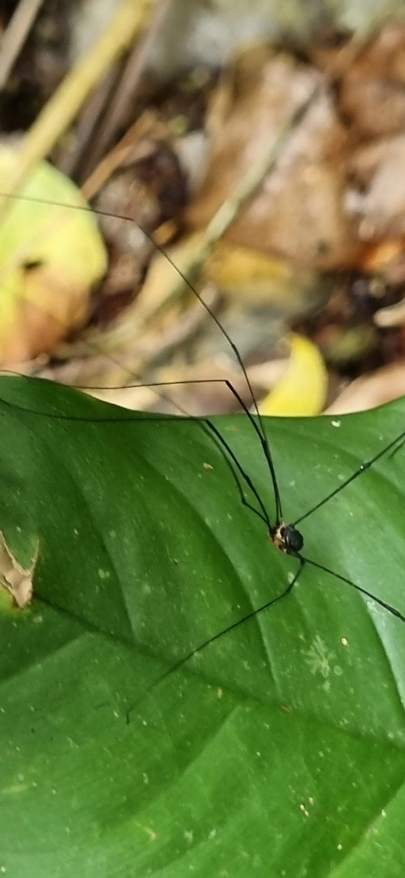 Gagrellinae, aracnídeos, fotografado em Paúba, São Sebastião