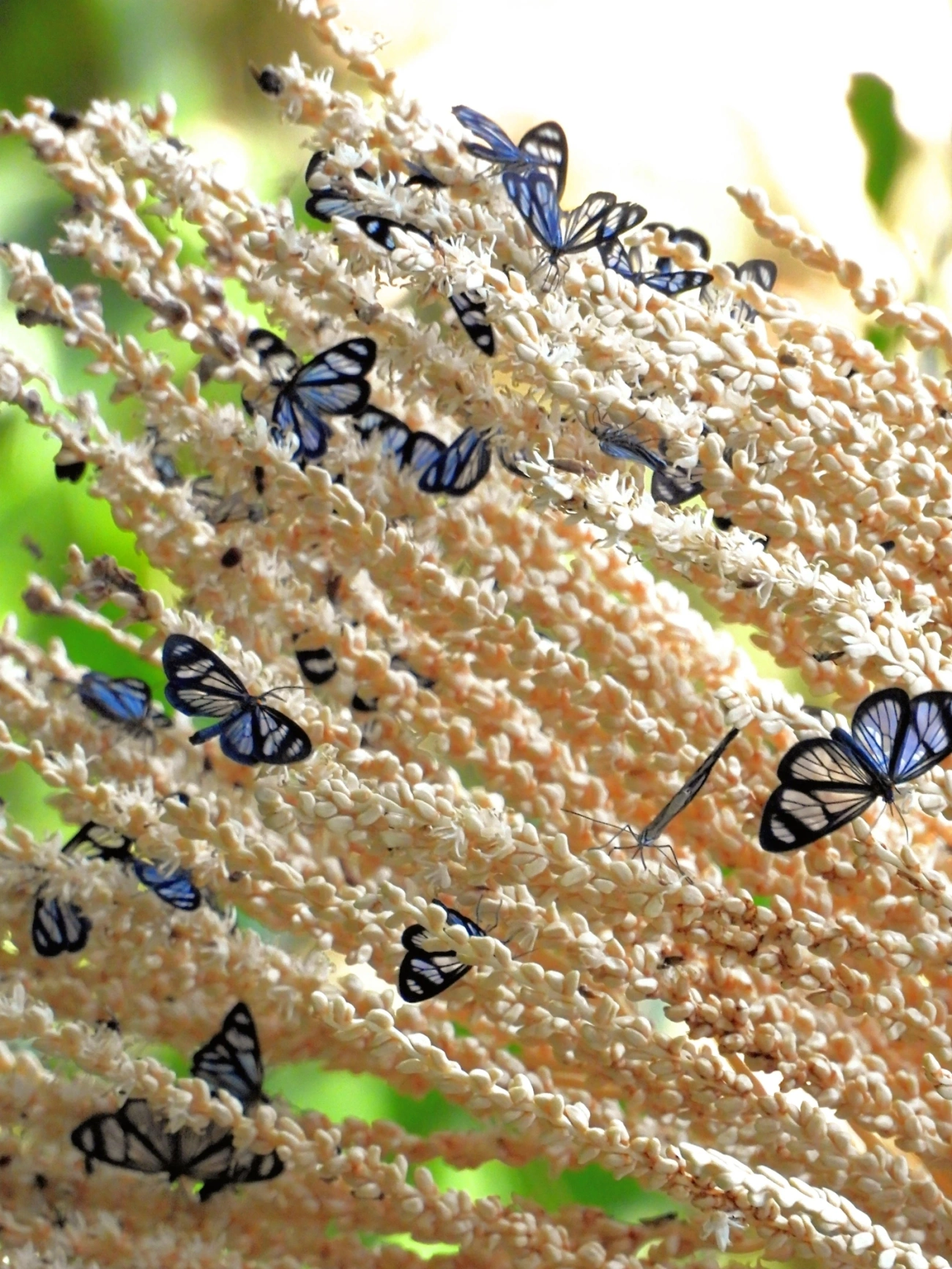 Pericopina, insetos, fotografado em Maresias, São Sebastião