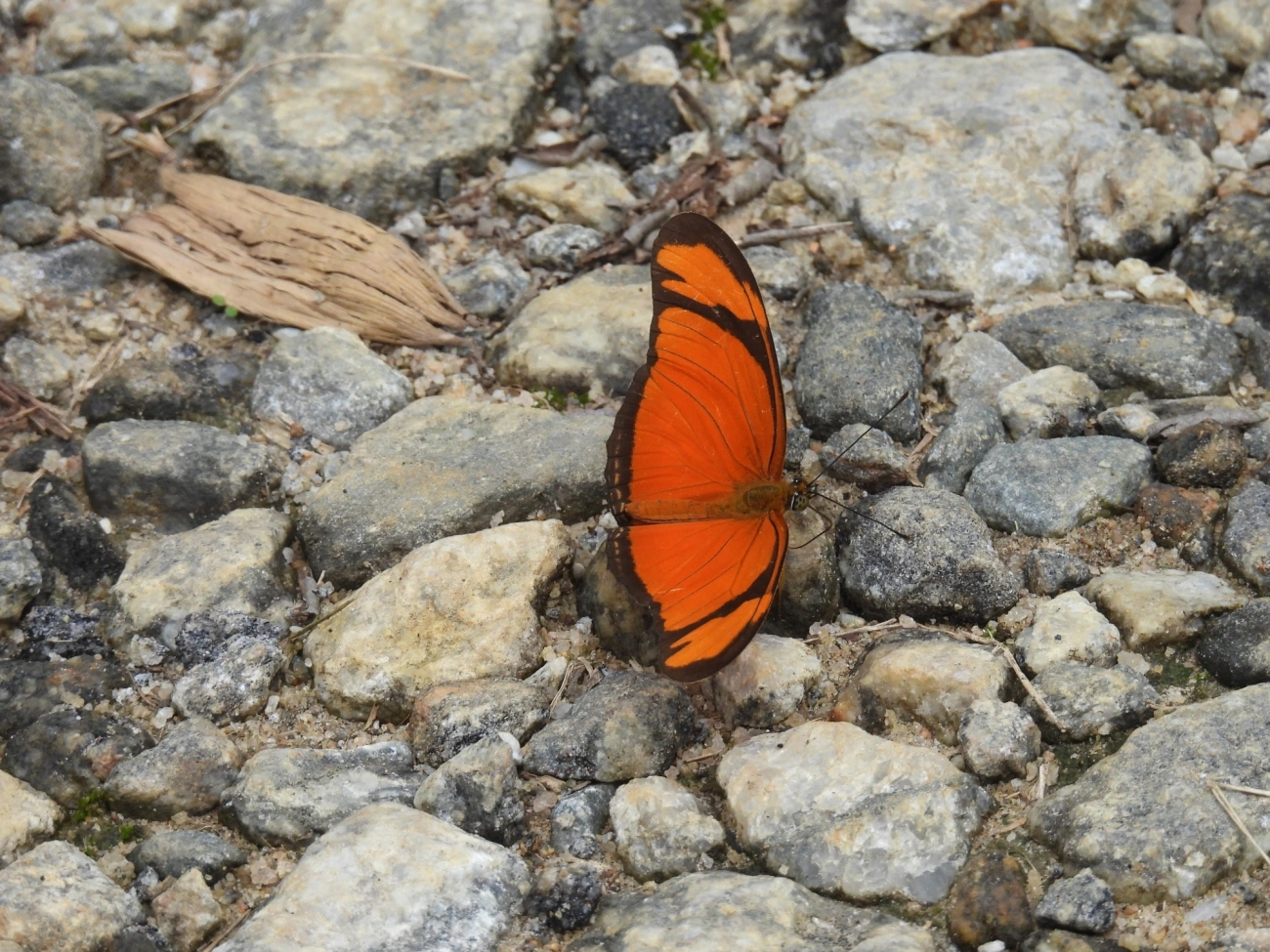 Borboleta-flambeau (Dryas iulia), insetos, fotografado em Queluz