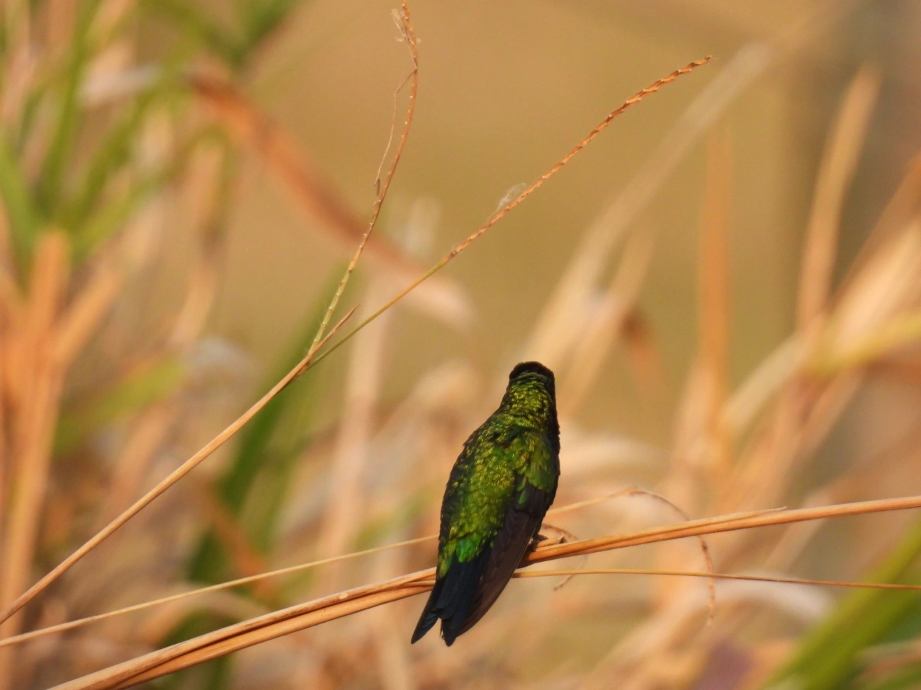 Besourinho-de-bico-vermelho (Chlorostilbon lucidus), aves, fotografado em Socorro