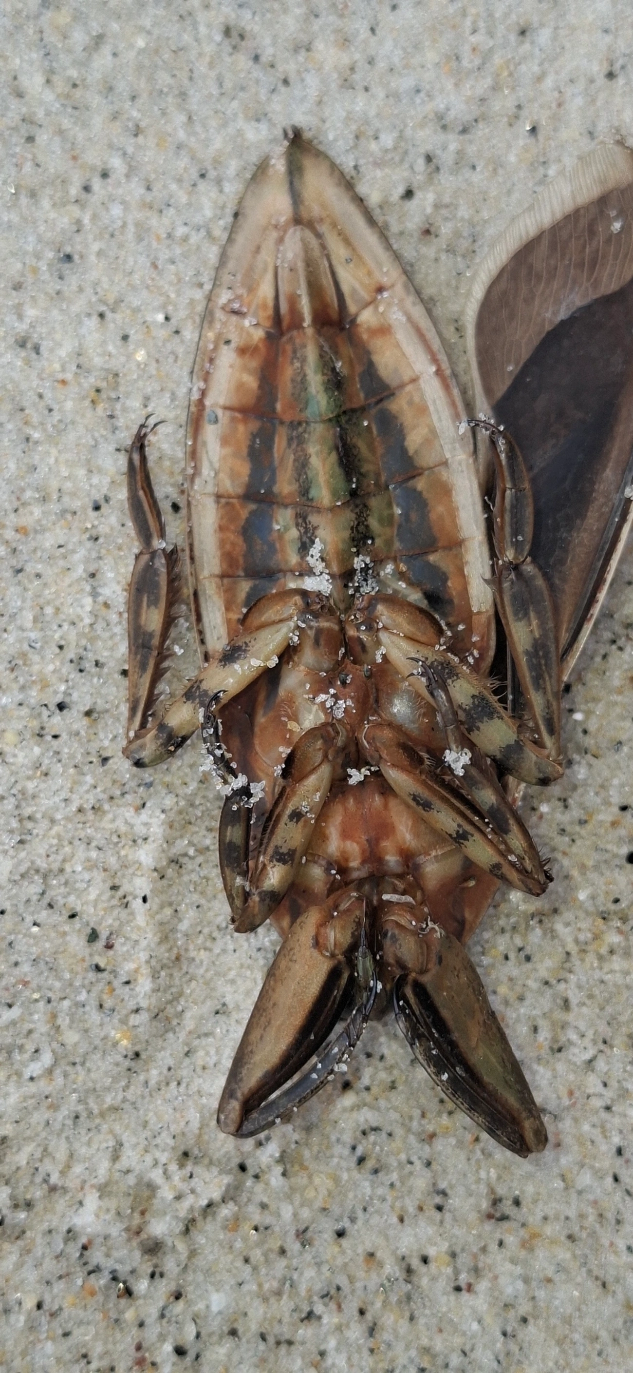 Escorpião-d'água (Lethocerus annulipes), insetos, fotografado em Maresias, São Sebastião