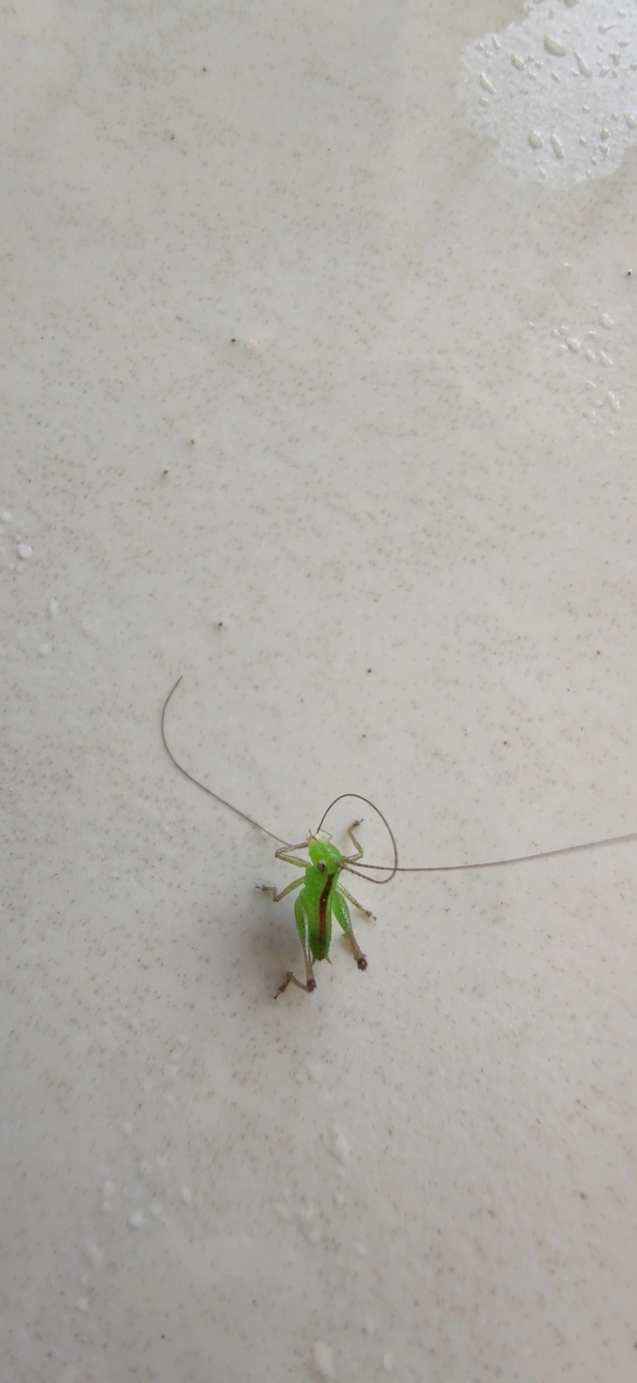 Conocephalini, insetos, fotografado em Maresias, São Sebastião