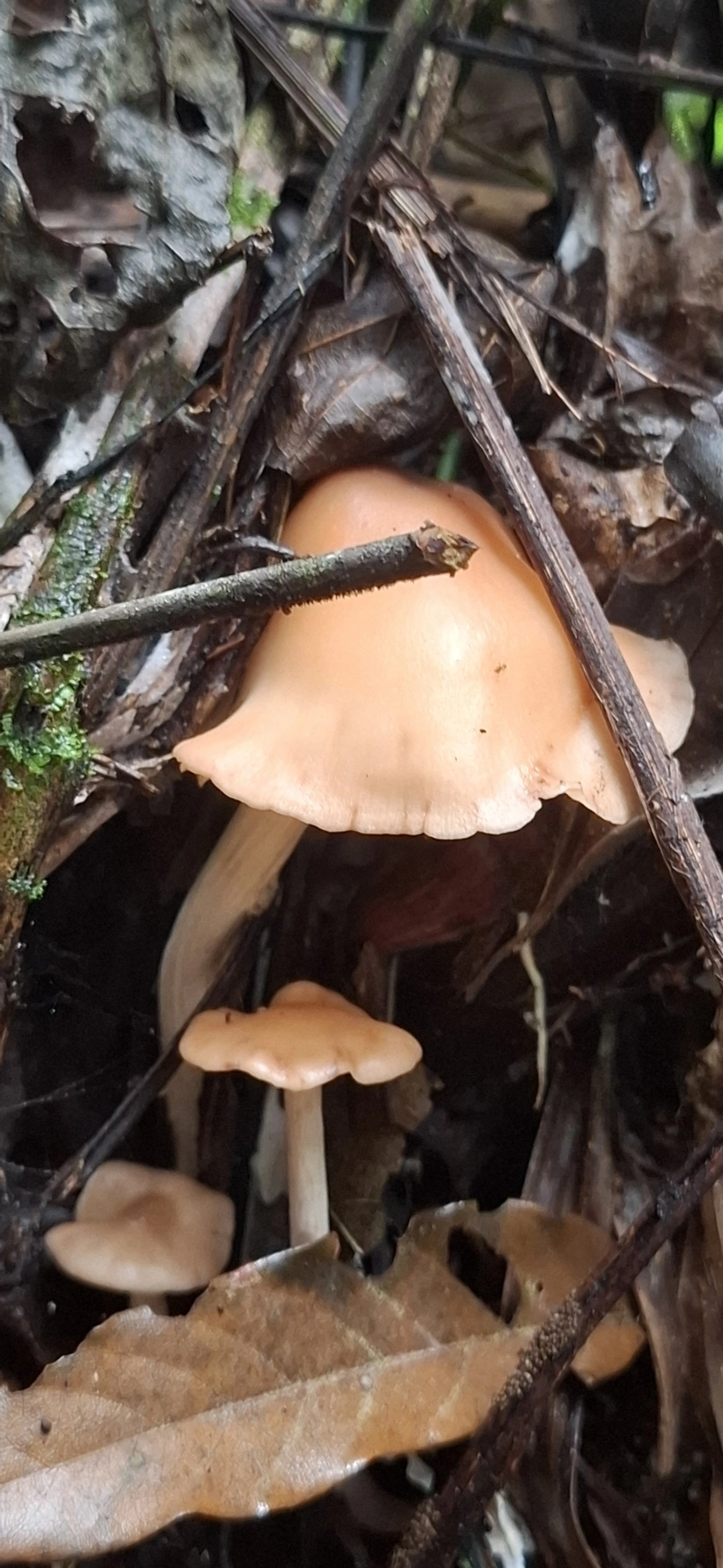 Singerocybe clitocyboides, fungos, fotografado em Maresias, São Sebastião