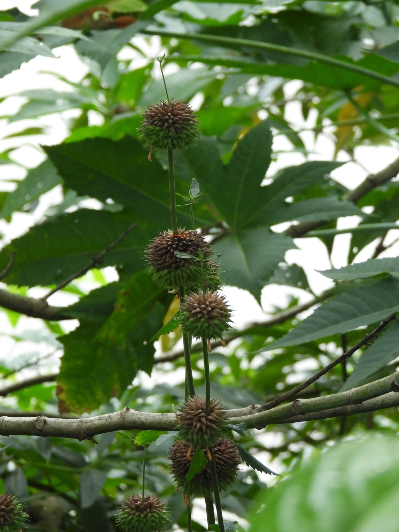 Plantas (Plantae), plantas, fotografado em Guararema