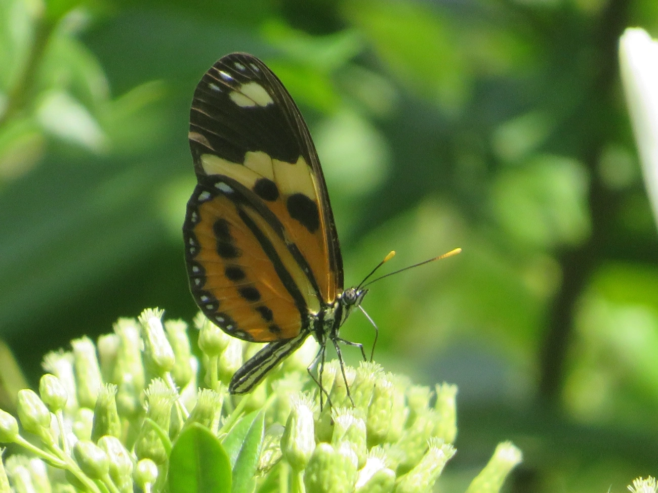 Borboleta-do-maracujá (Eueides isabella), insetos, fotografado em Maresias, São Sebastião