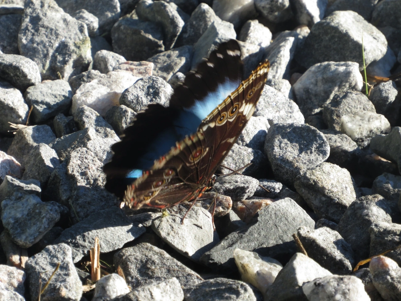 Capitão-do-mato (Morpho helenor), insetos, fotografado em Maresias, São Sebastião