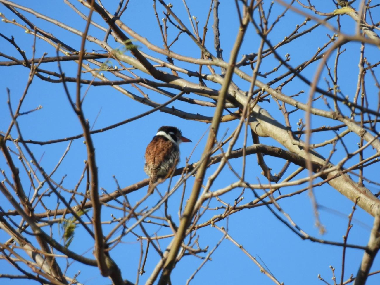 João-bobo (Nystalus chacuru), aves, fotografado em Cunha