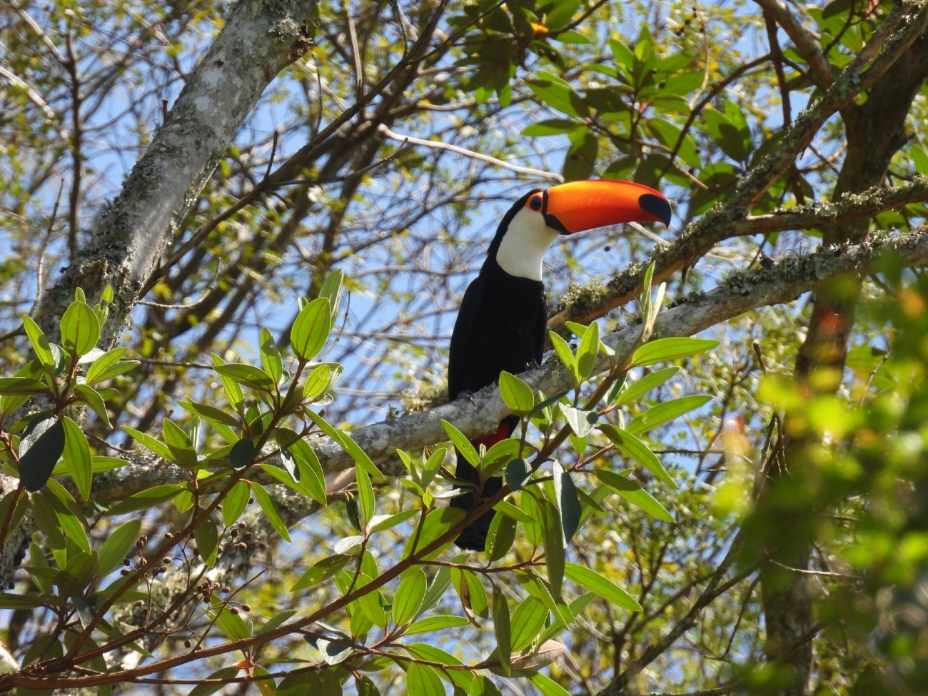 Tucano-toco (Ramphastos toco), aves, fotografado em São Luíz do Paraitinga