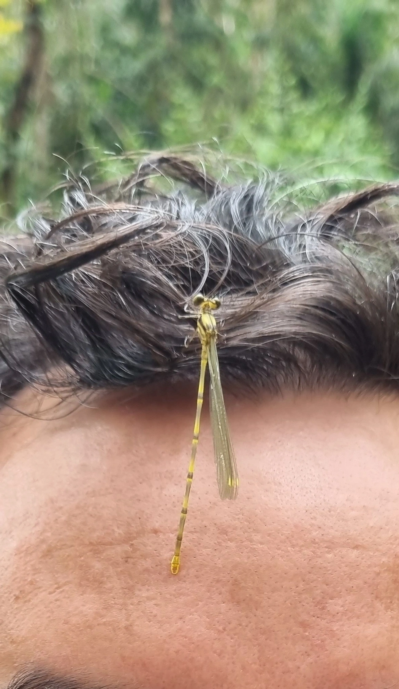 Heteragrion, insetos, fotografado em Rio do Ouro, Caraguatatuba