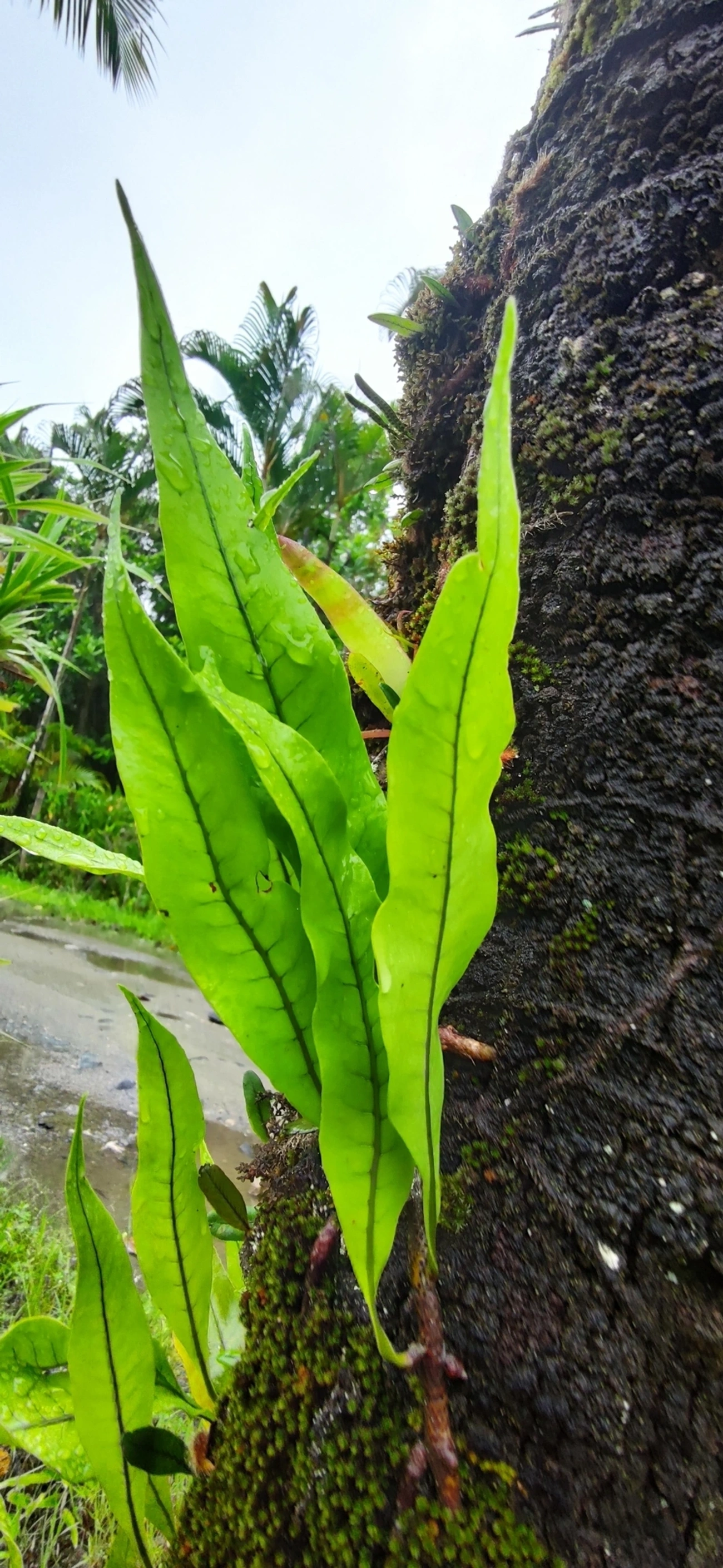 Microgramma, plantas, fotografado em Maresias, São Sebastião