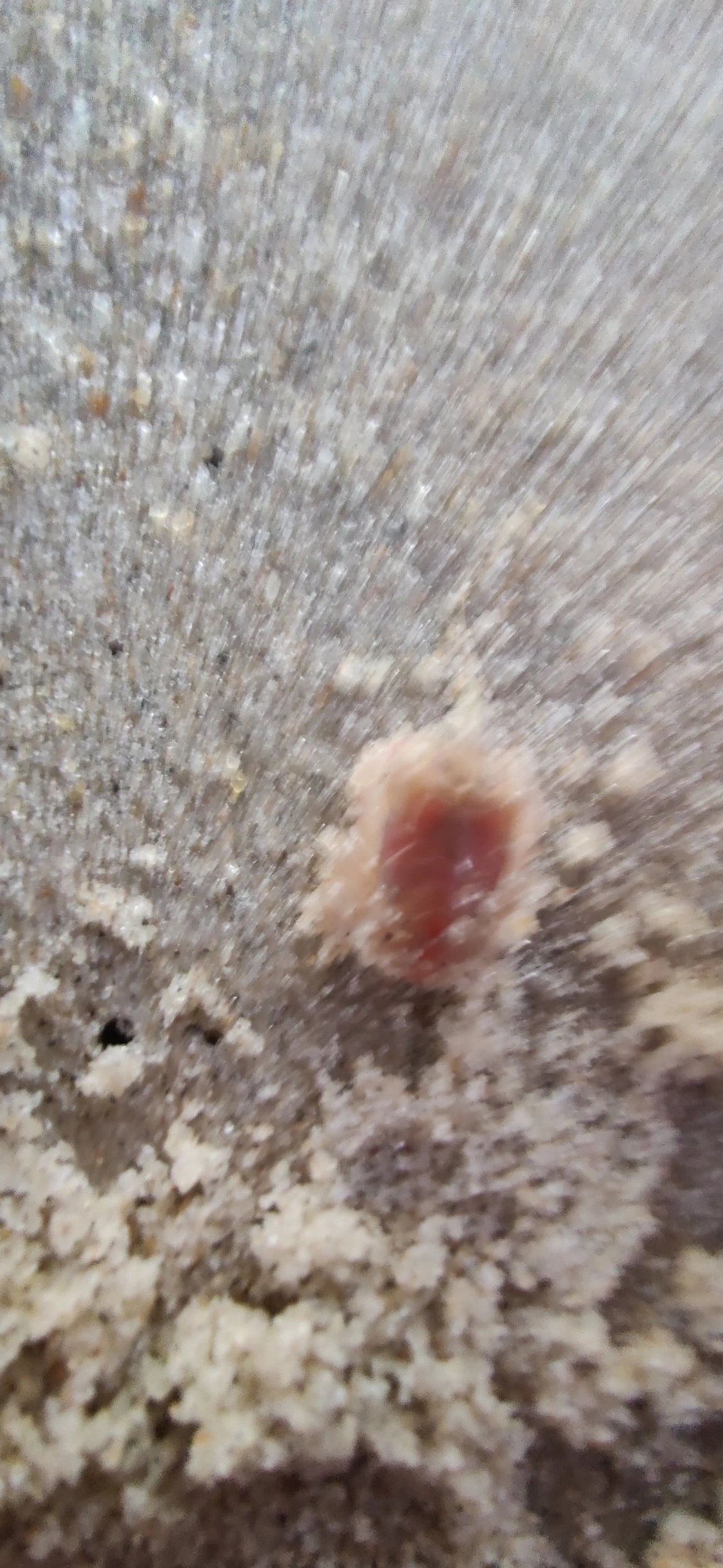 Lepidopa richmondi, crustáceos, fotografado em Maresias, São Sebastião