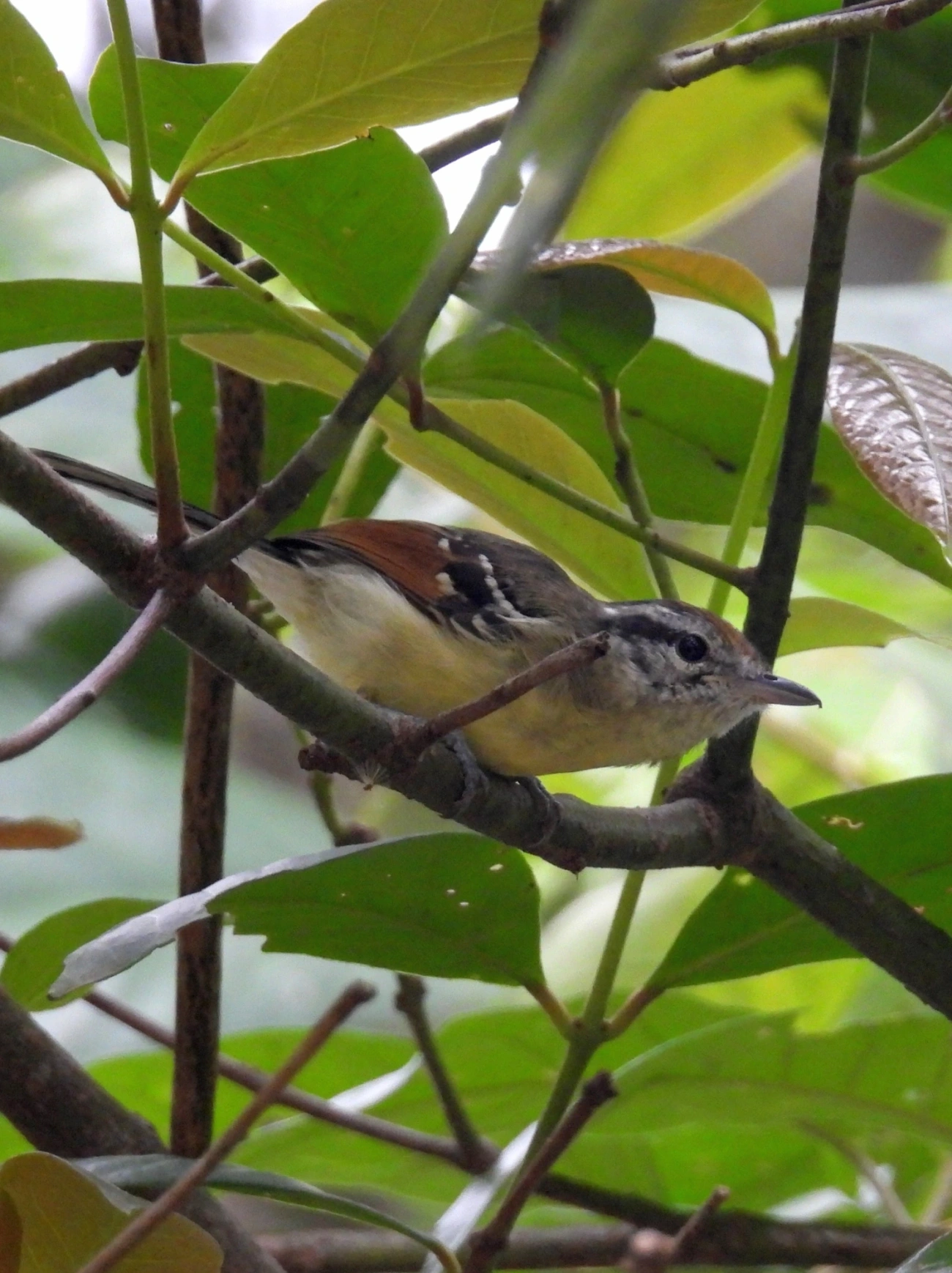 Chorozinho-de-Asa-Vermelha (Herpsilochmus rufimarginatus), aves, fotografado em Maresias, São Sebastião