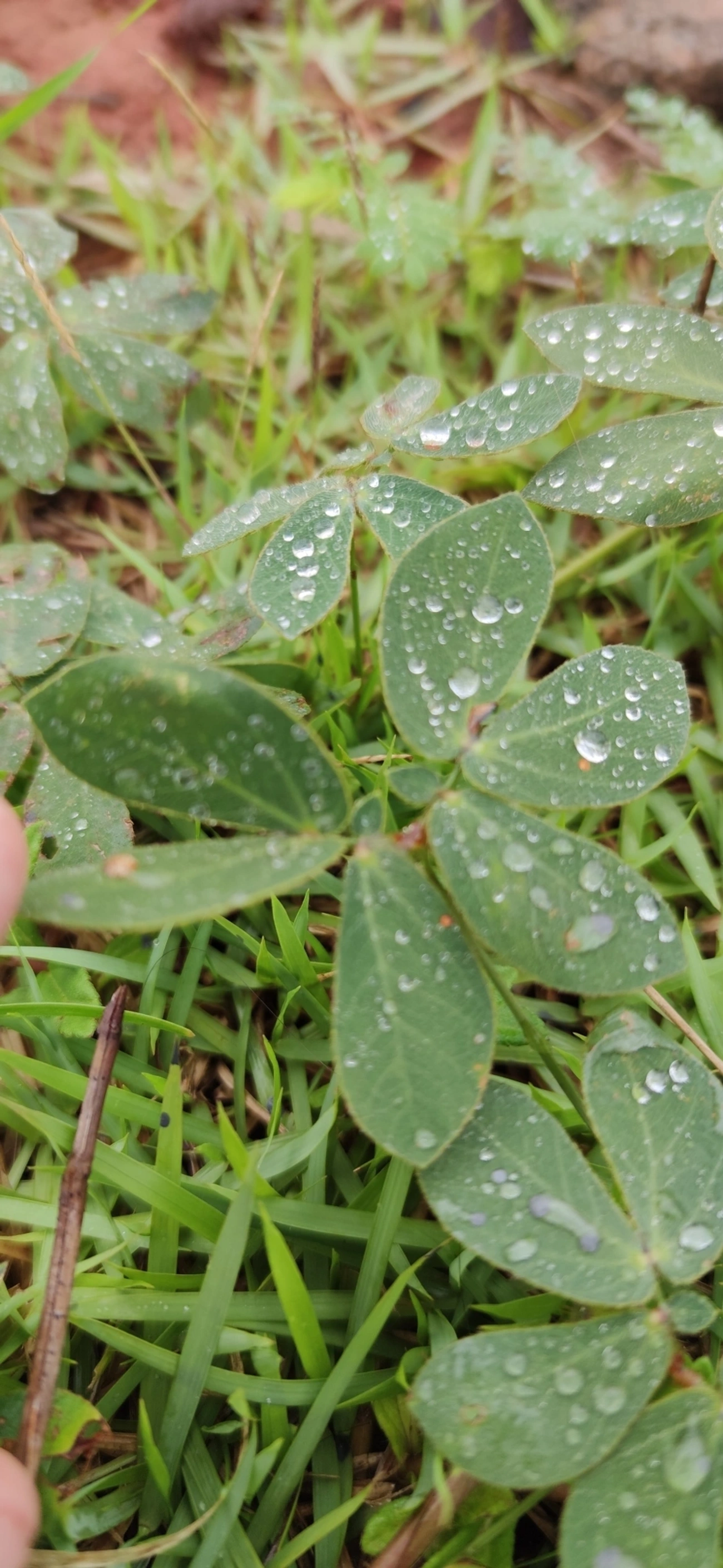 Mimosa albida, plantas, fotografado em Caraguatatuba
