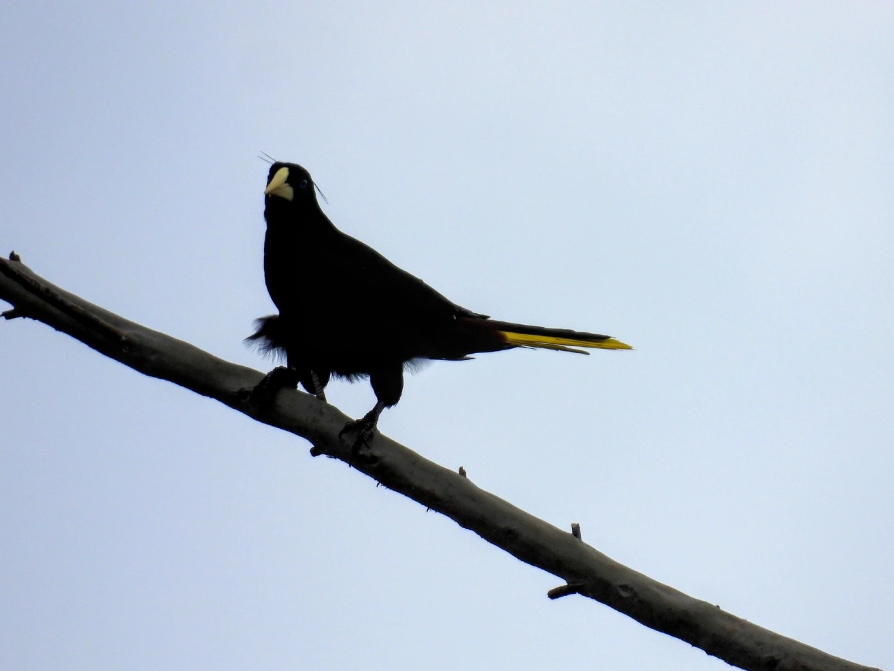 Japu (Psarocolius decumanus), aves, fotografado em Itamonte