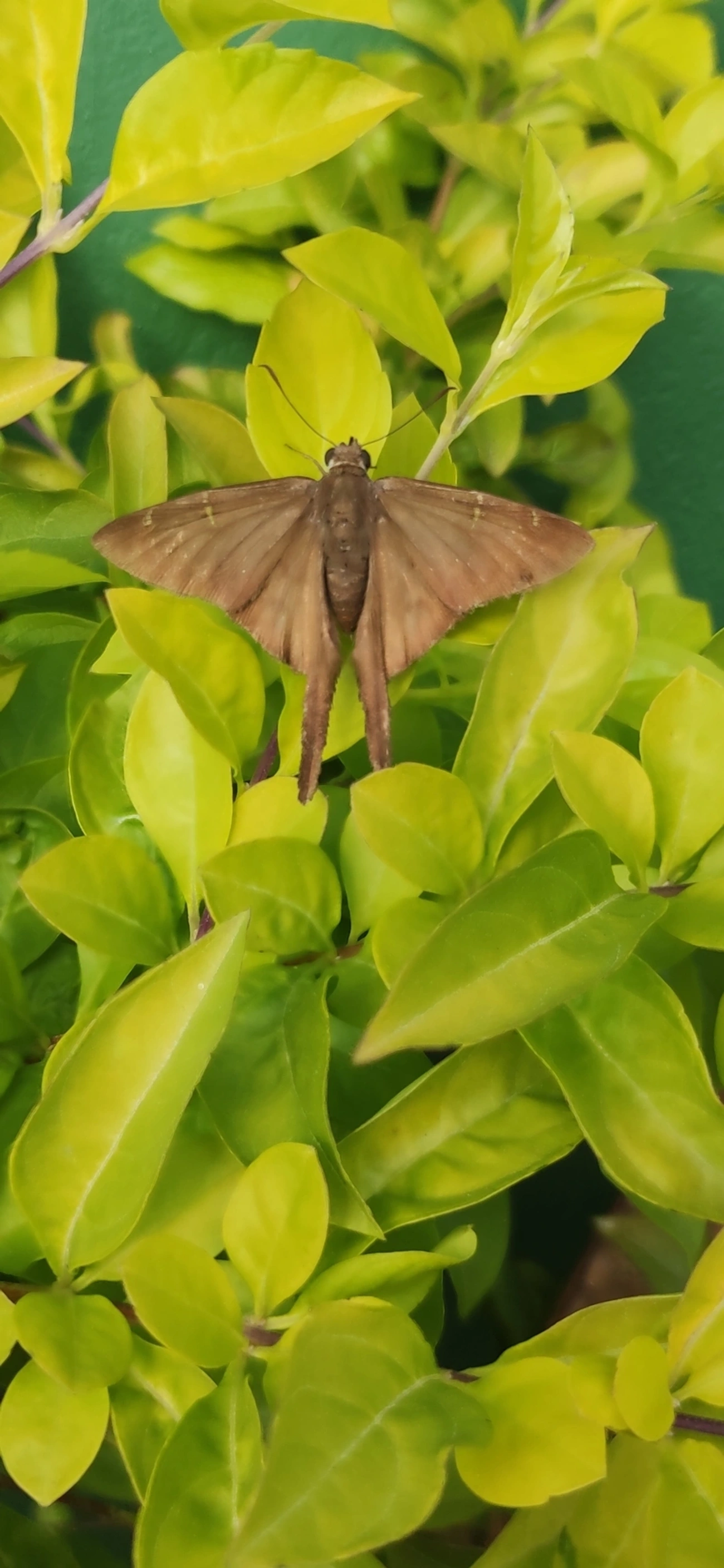 Spicauda simplicius, insetos, fotografado em Maresias, São Sebastião