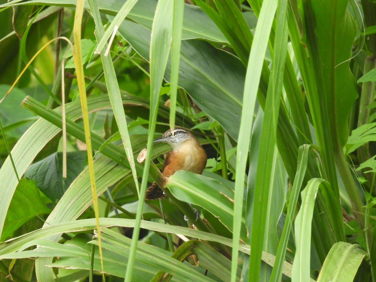 Garrinchão-de-bico-grande (Cantorchilus longirostris), aves, fotografado em Maresias, São Sebastião
