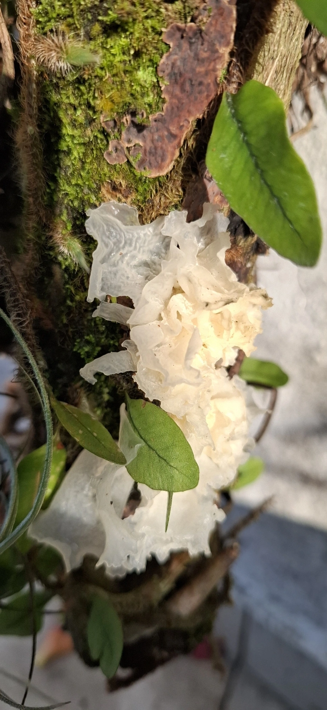 Tremella, fungos, fotografado em Maresias, São Sebastião