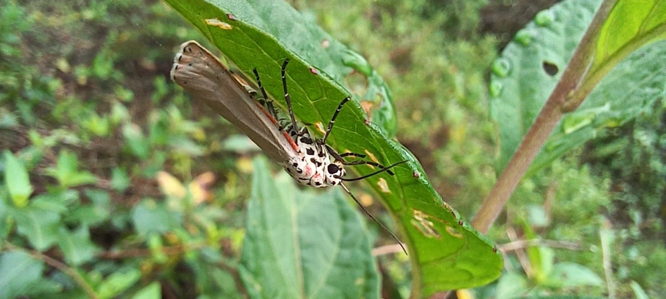 Mariposa-Ornatrix (Utetheisa ornatrix), insetos, fotografado em Maresias, São Sebastião