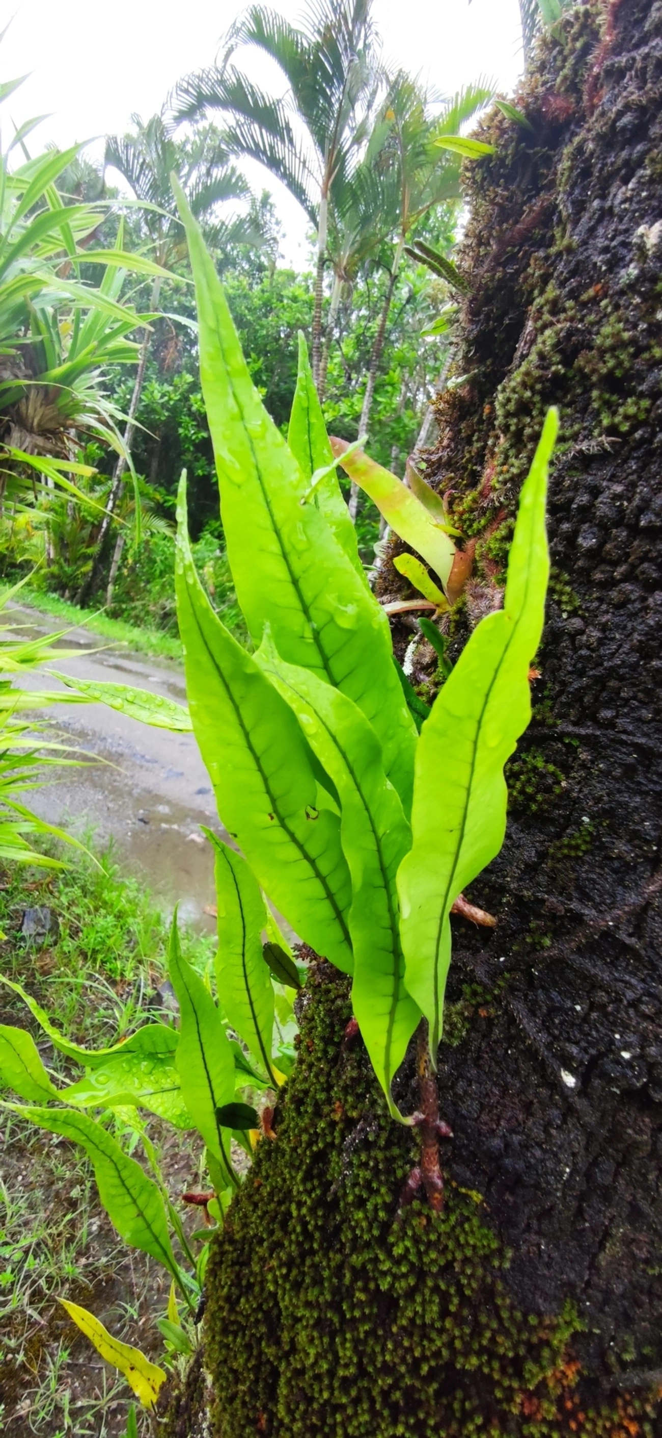 Microgramma, plantas, fotografado em Maresias, São Sebastião