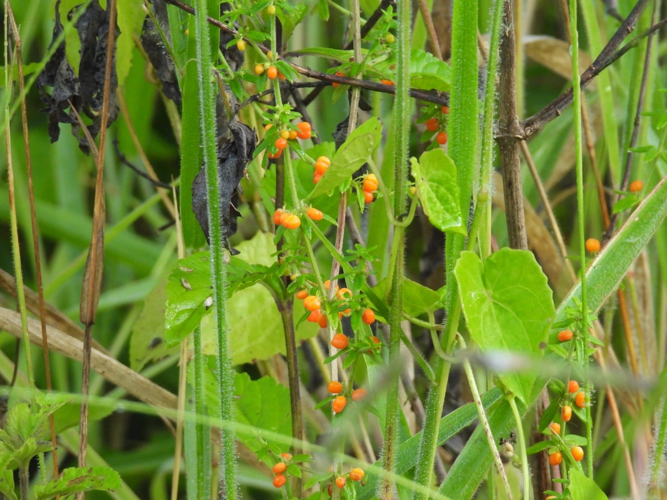 Amores-de-Hortelão (Galium), plantas, fotografado em Queluz