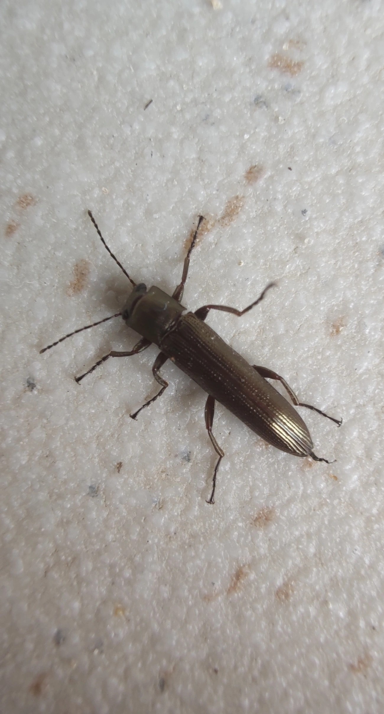 Acropteryx, insetos, fotografado em Maresias, São Sebastião