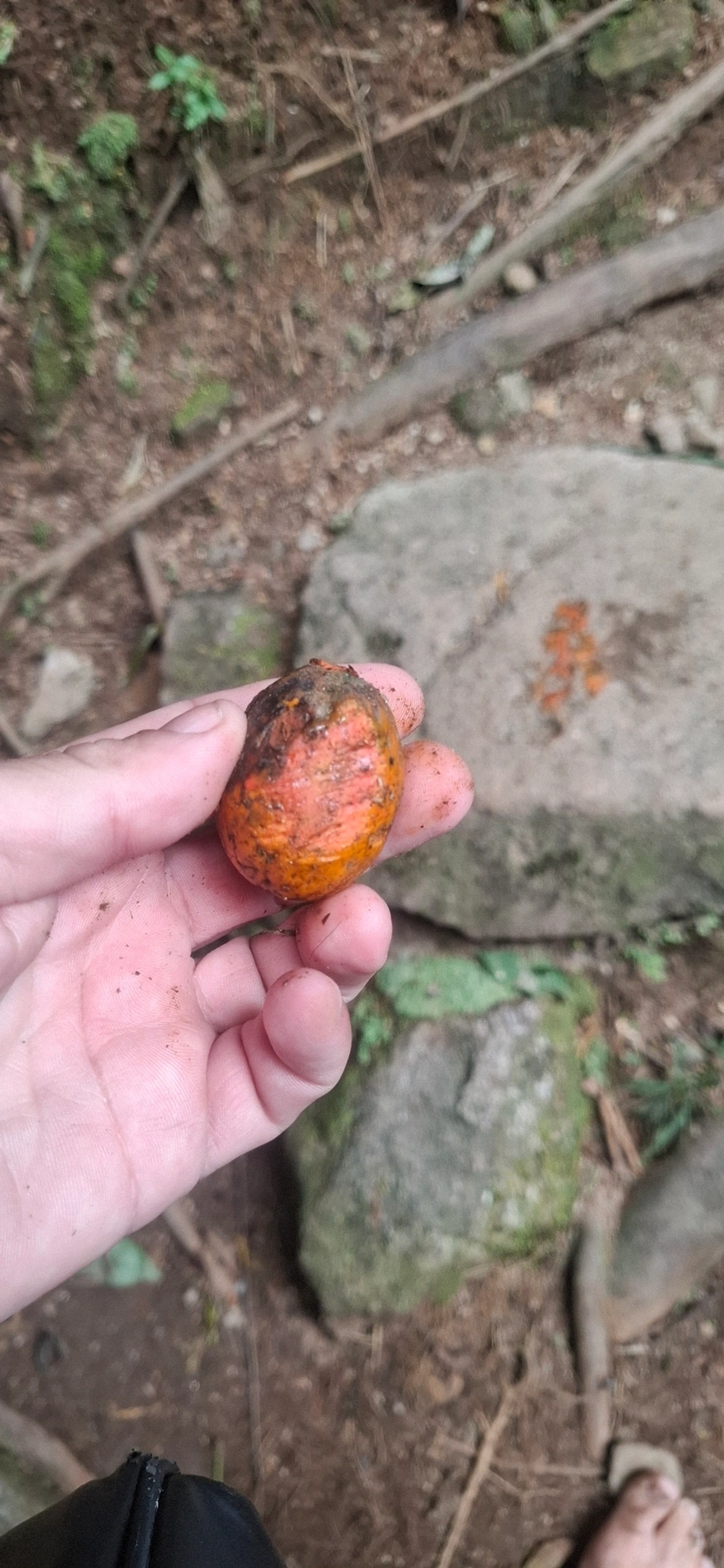 Cajás e Umbus (Spondias), plantas, fotografado em Pedra Selada