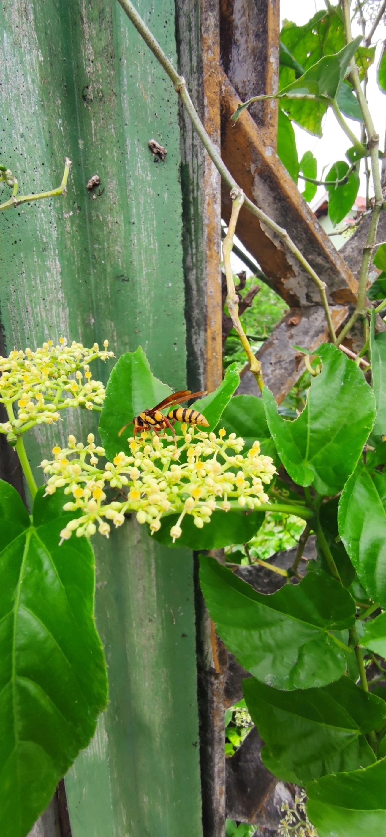Marimbondo transformador (Polistes carnifex), insetos, fotografado em Indaiá, Caraguatatuba
