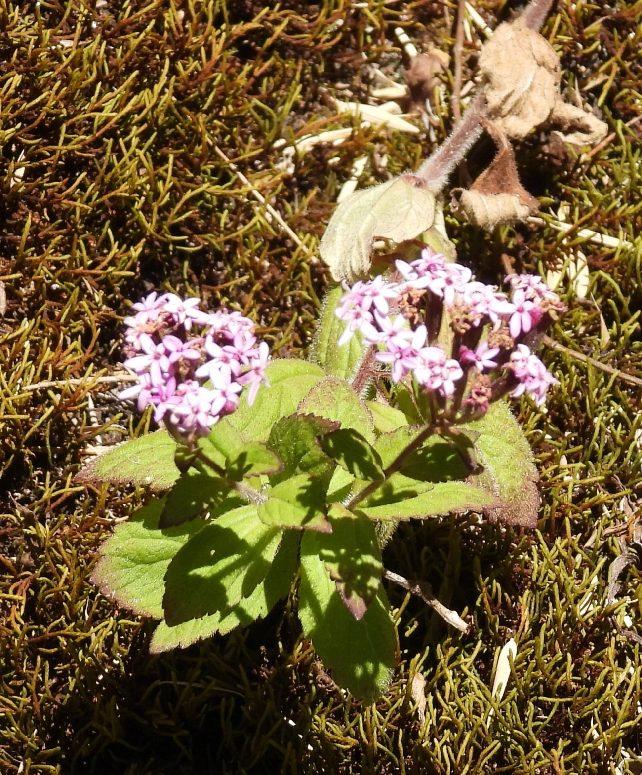 Estévia (Stevia satureiifolia), plantas, fotografado em Engenheiro Passos
