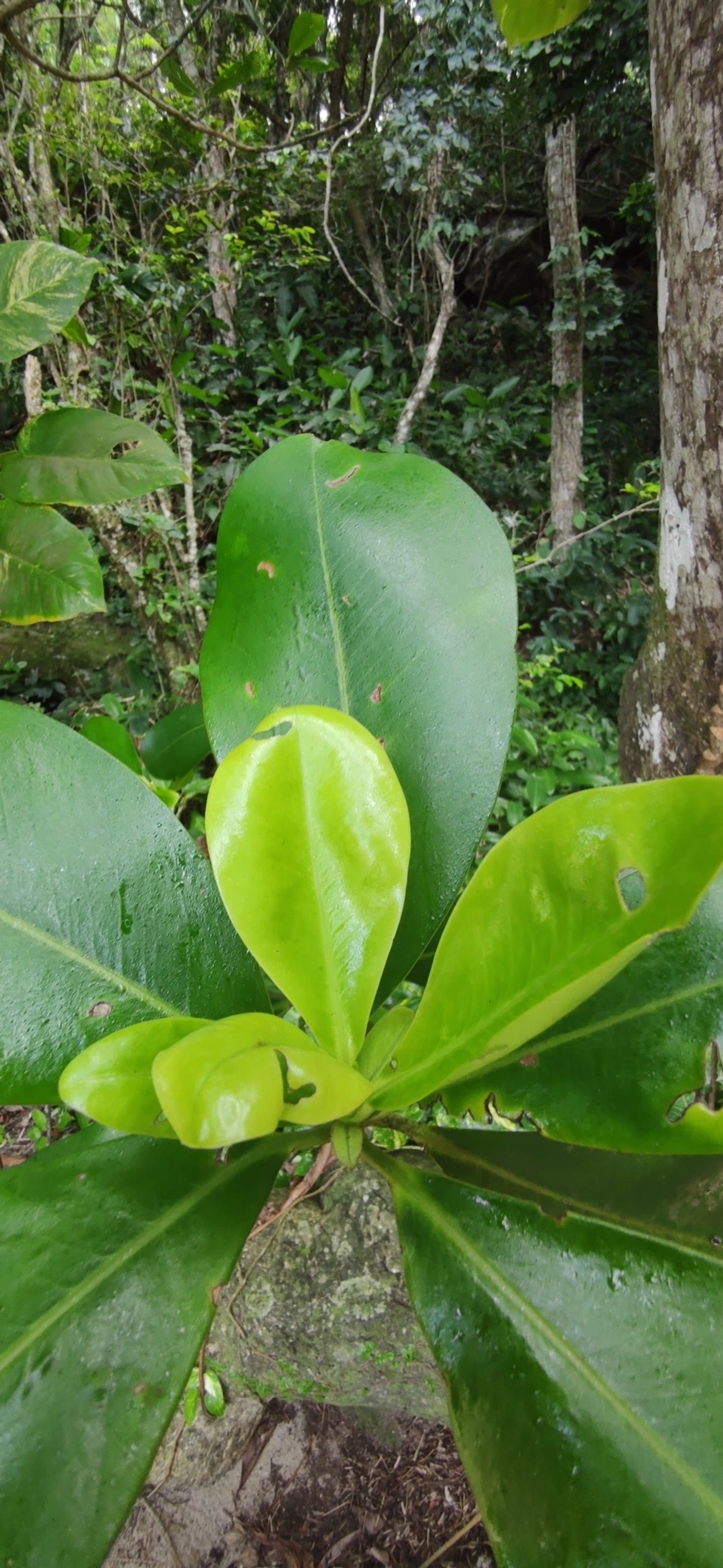 Capororoca (Myrsine umbellata), plantas, fotografado em Paúba, São Sebastião