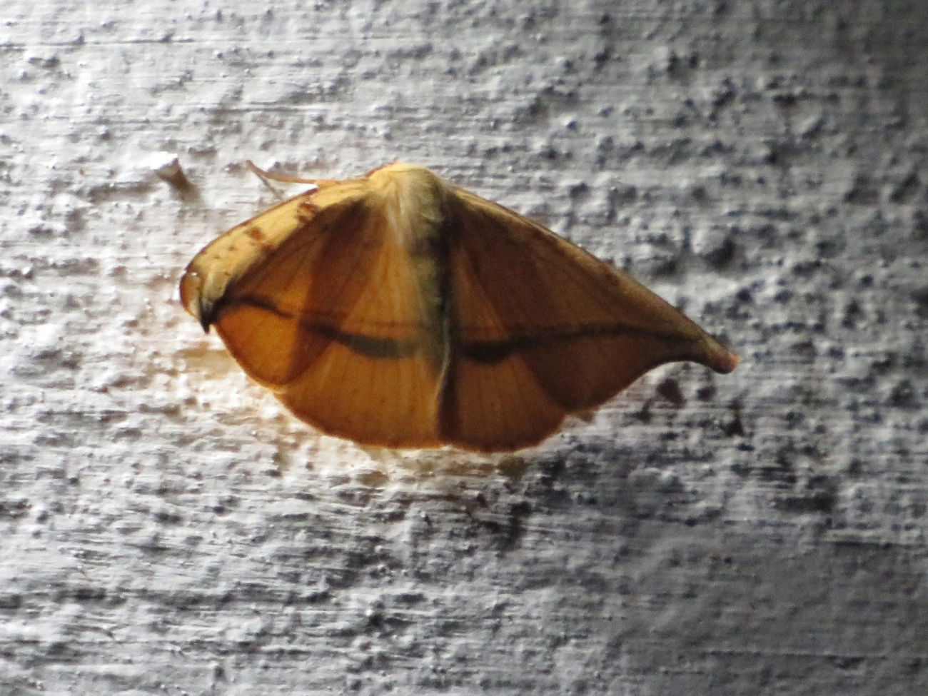 Patalene, insetos, fotografado em Maresias, São Sebastião