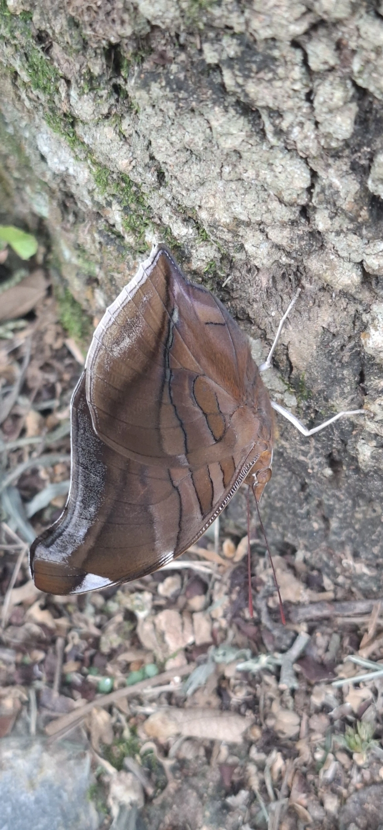 Historis odius, insetos, fotografado em Cabreúva