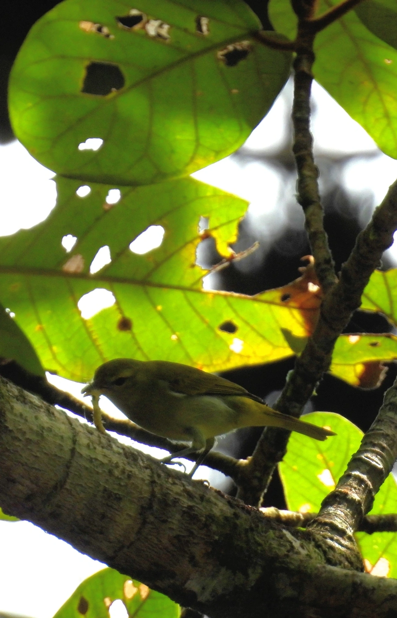 Saíra-ferrugem (Hemithraupis ruficapilla), aves, fotografado em Maresias, São Sebastião