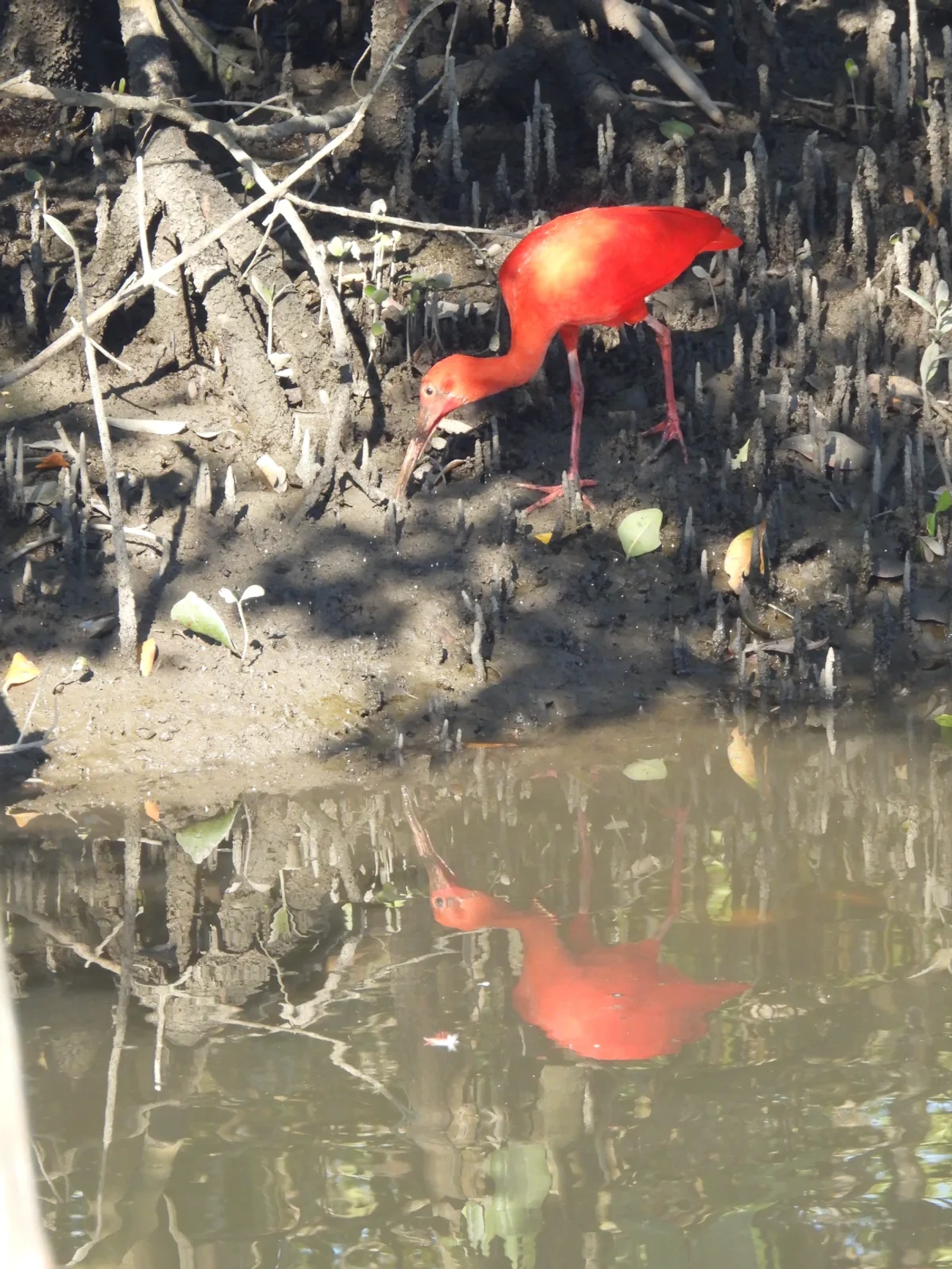 Guará (Eudocimus ruber), aves, fotografado em Cananéia