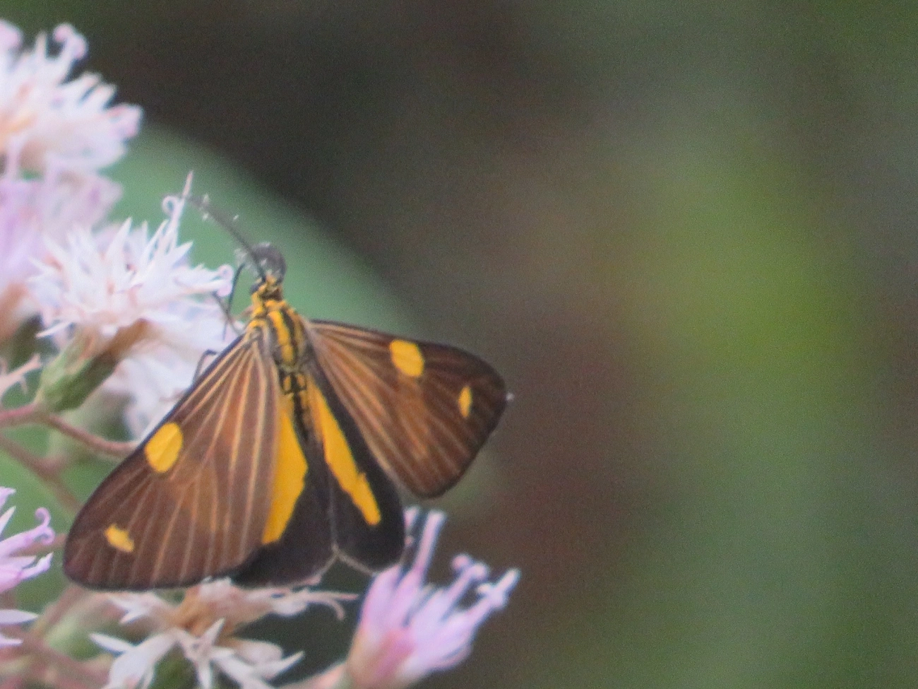 Phaeochlaena lampra, insetos, fotografado em Maresias, São Sebastião