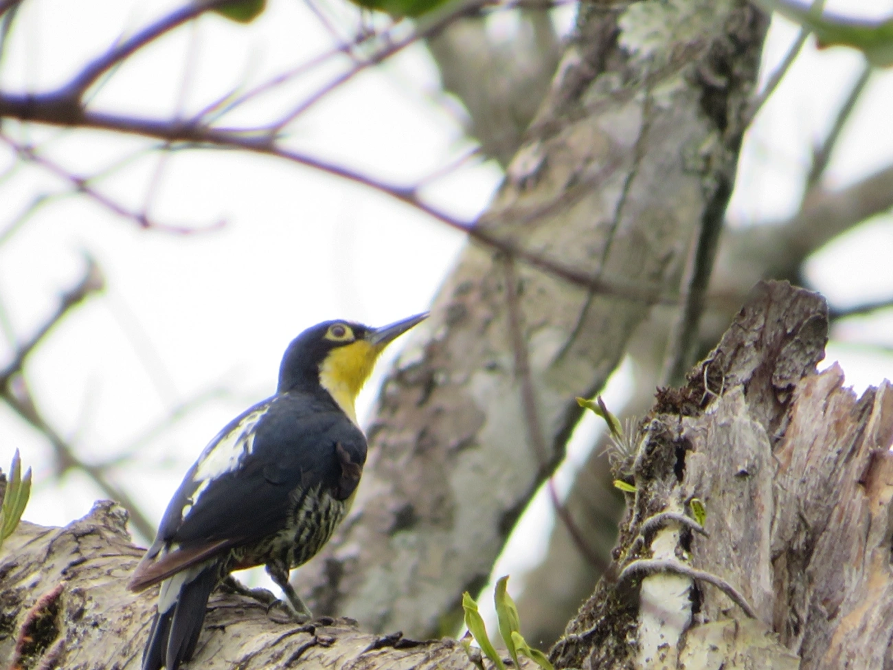 Benedito-de-testa-amarela (Melanerpes flavifrons), aves, fotografado em Maresias, São Sebastião