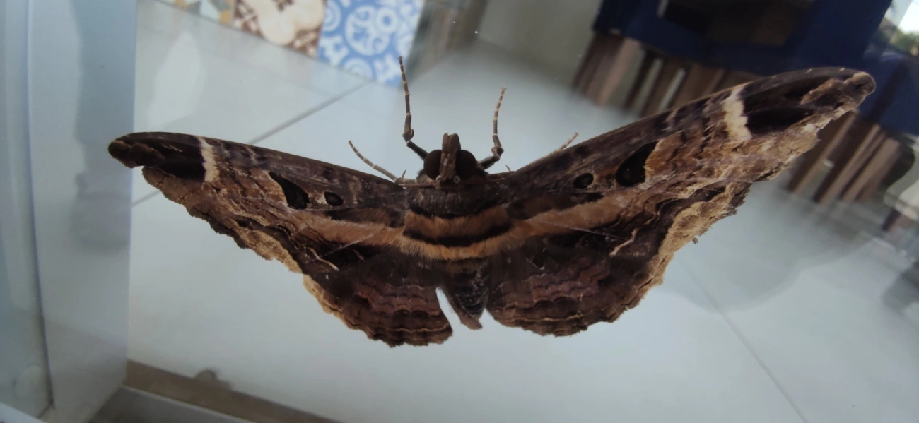 Feigeria herilia, insetos, fotografado em Maresias, São Sebastião