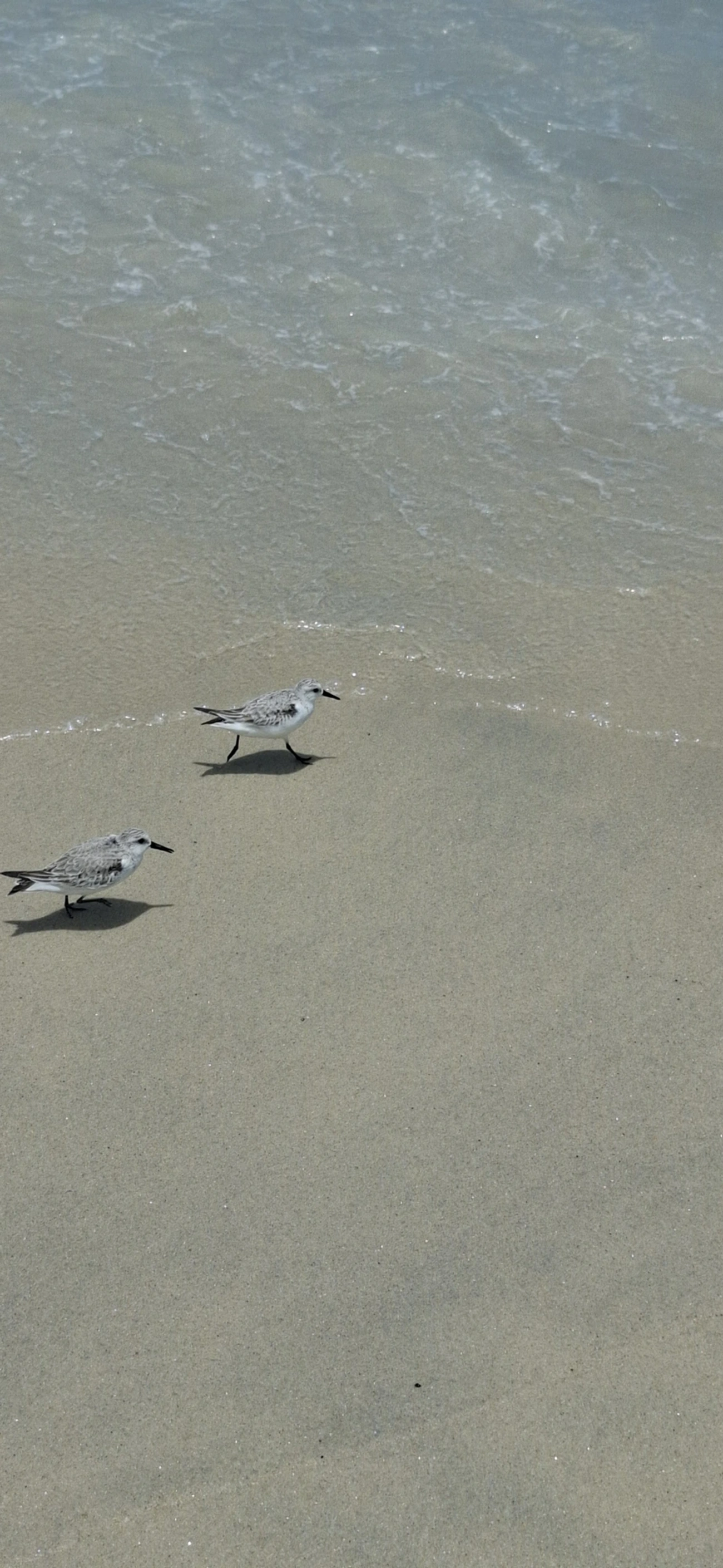 Maçarico-branco (Calidris alba), aves, fotografado em São Sebastião