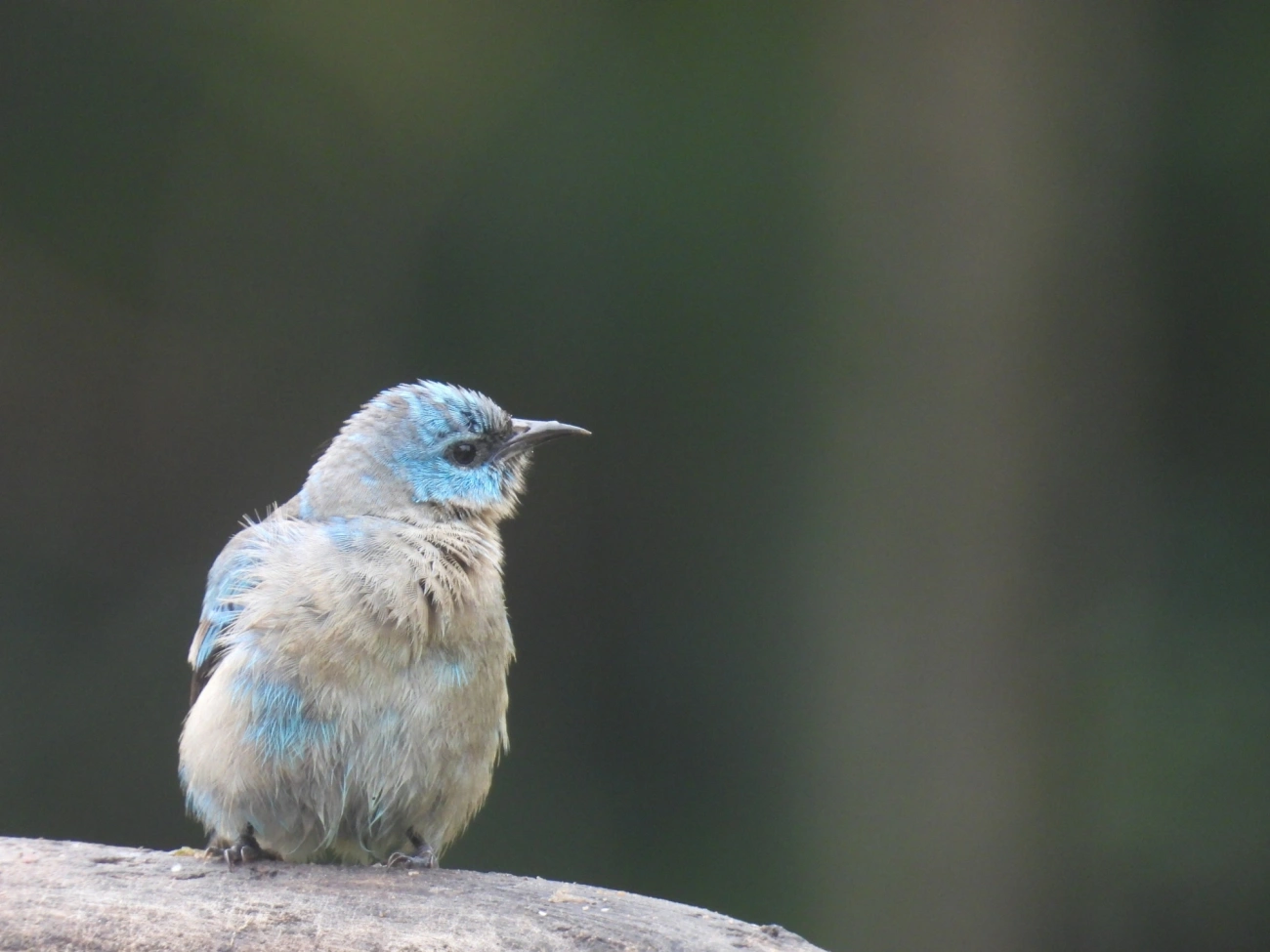 Saí-de-pernas-pretas (Dacnis nigripes), aves, fotografado em São Sebastião