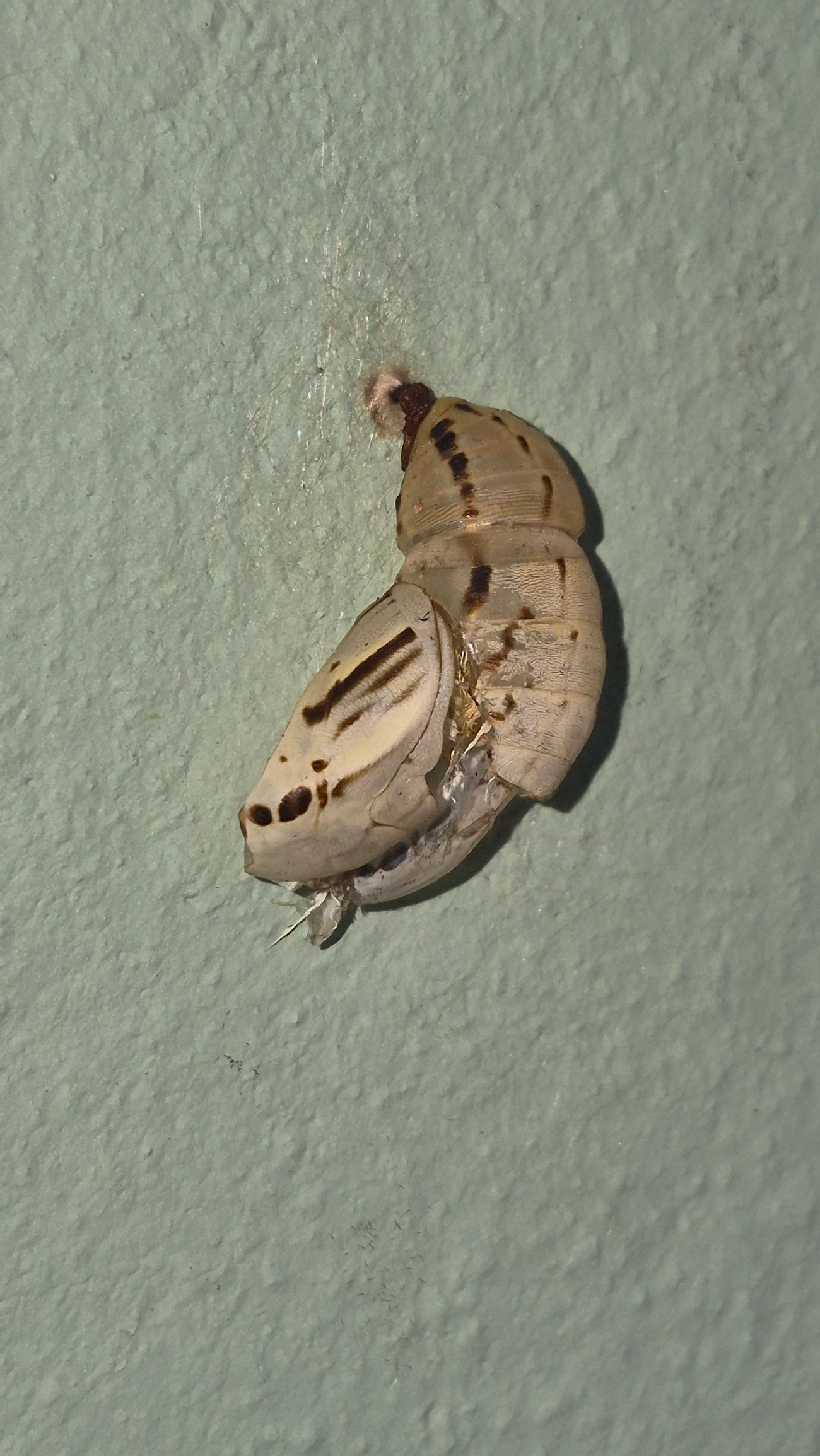 Lagarta-do-coqueiro (Brassolis sophorae), insetos, fotografado em Caraguatatuba